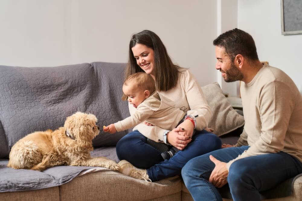 Safe Insulation For Children and Pets